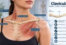 Clavicular